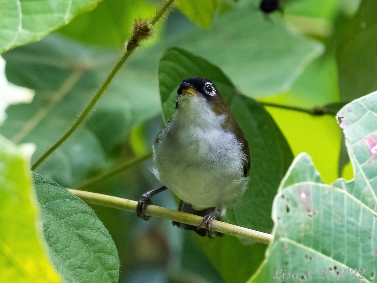 Cream-throated White-eye (Halmahera) - Lisa & Li Li