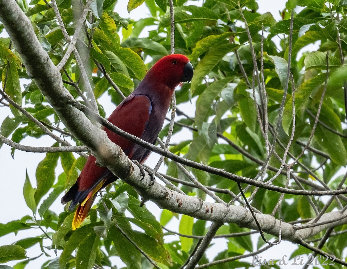 Moluccan Eclectus - Lisa & Li Li