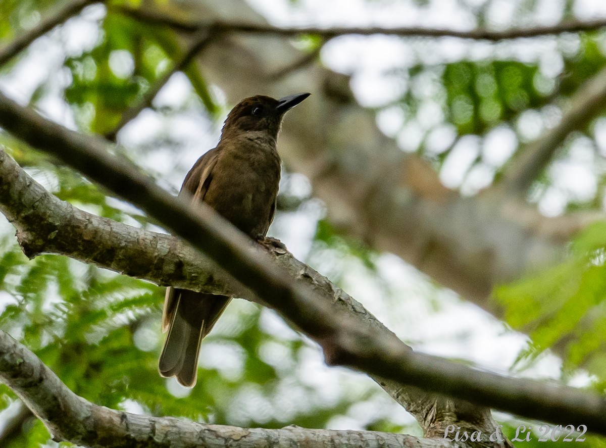 Halmahera Oriole - ML472836901