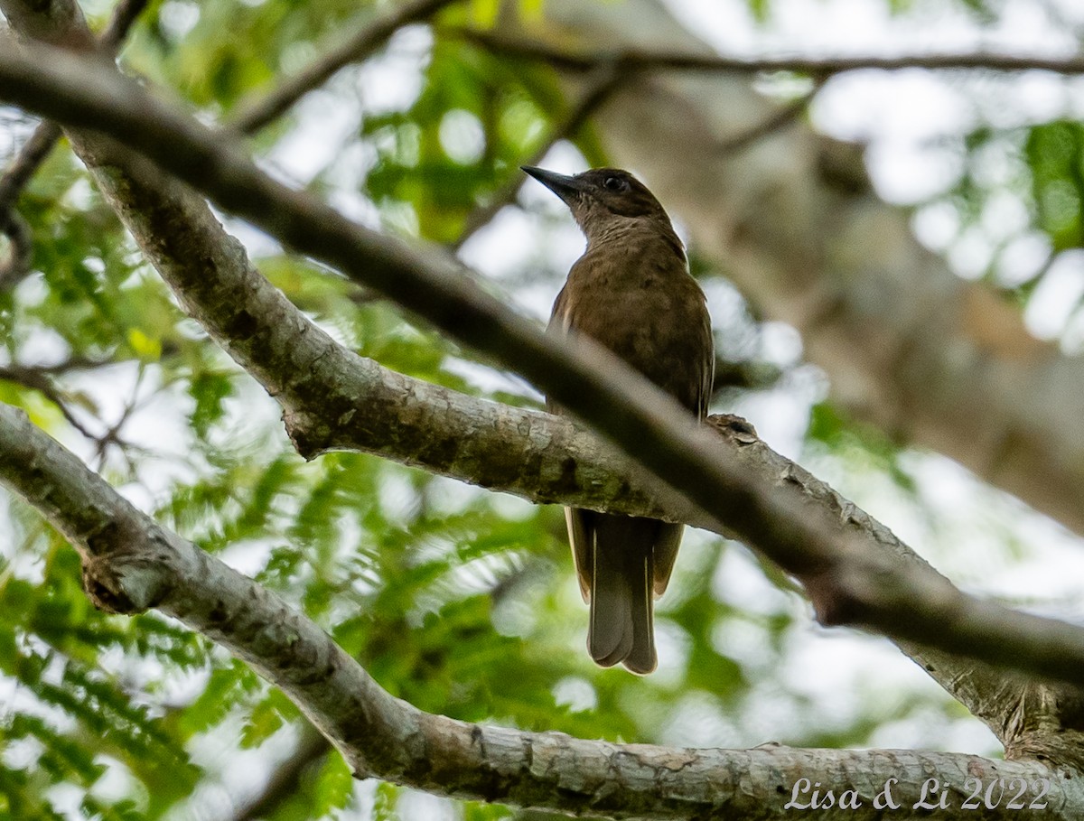 Halmahera Oriole - ML472836911