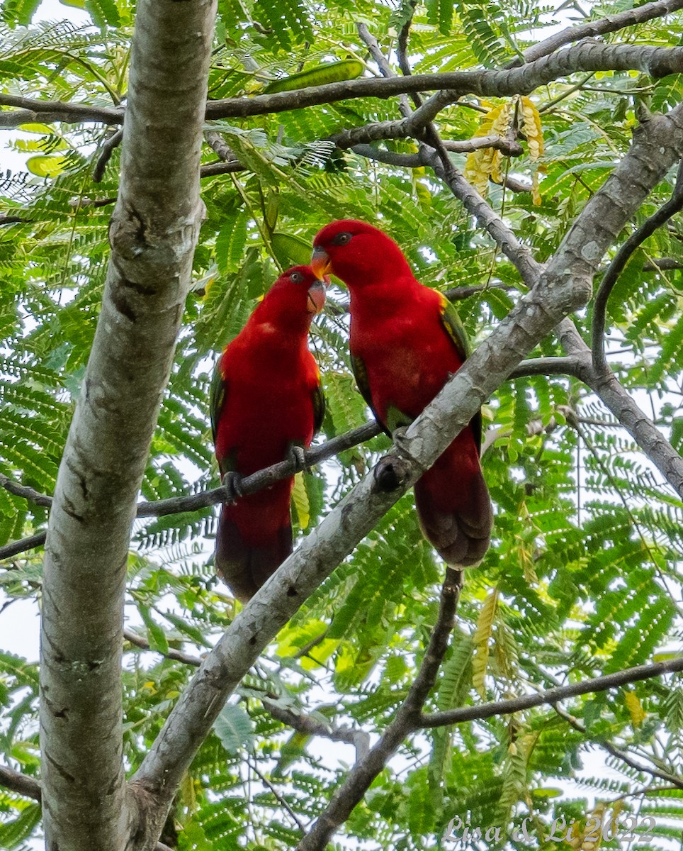 Chattering Lory - Lisa & Li Li