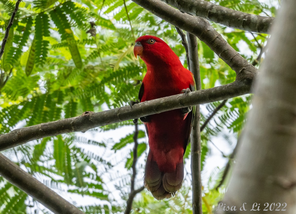 Chattering Lory - Lisa & Li Li