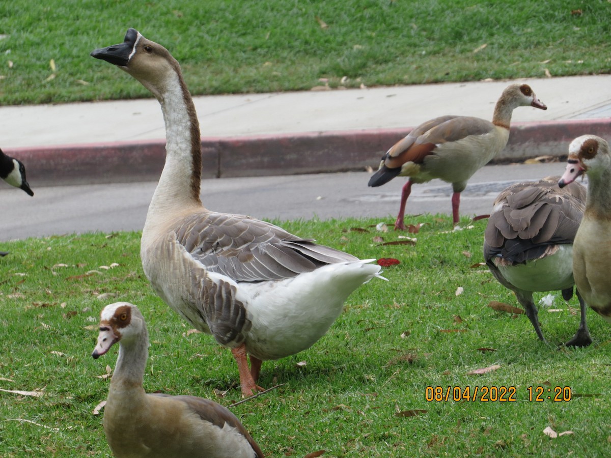 Graylag Goose (Domestic type) - ML472837021