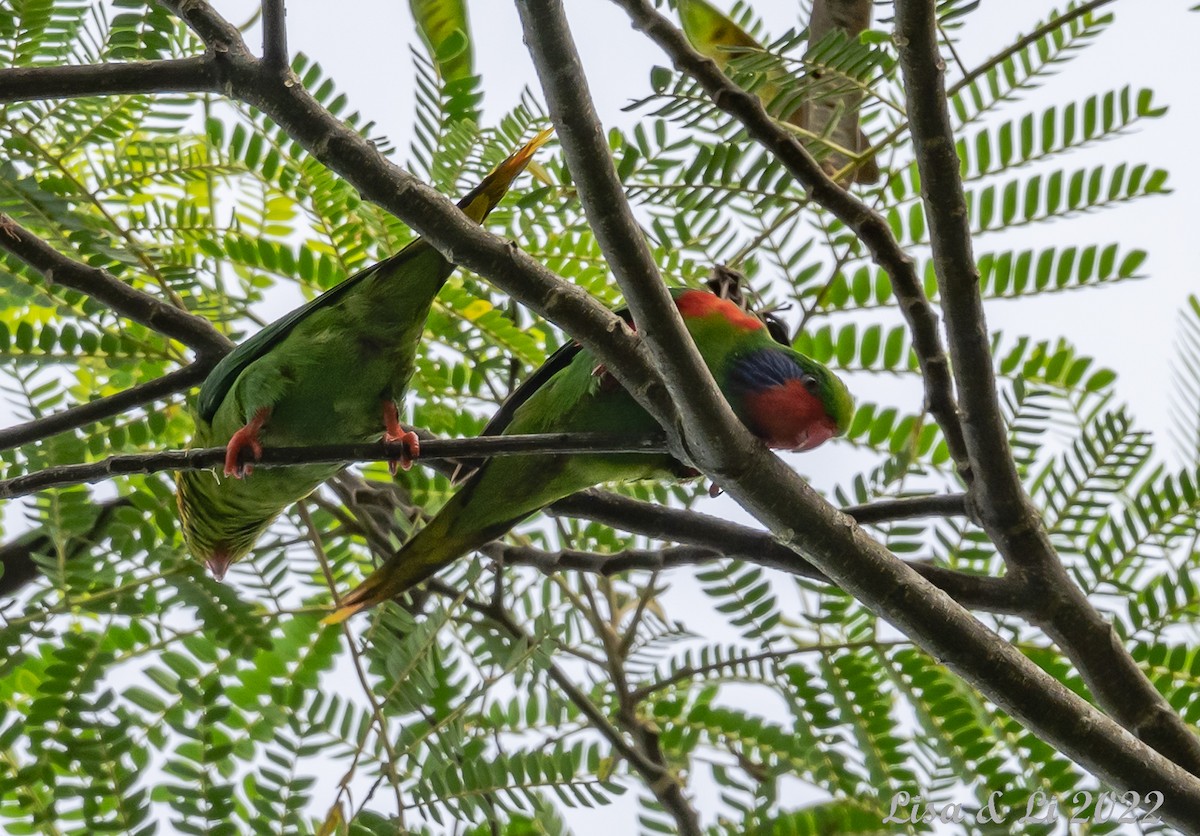 Red-flanked Lorikeet - ML472837301