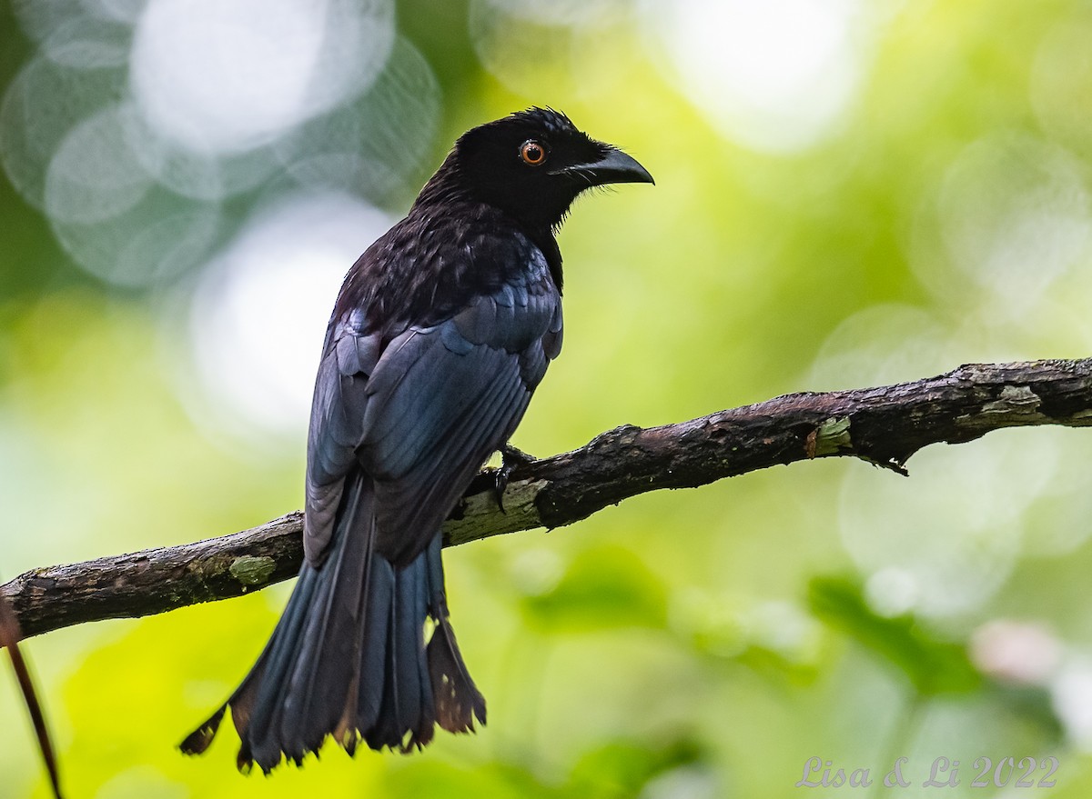 テリオウチュウ（atrocaeruleus） - ML472837451