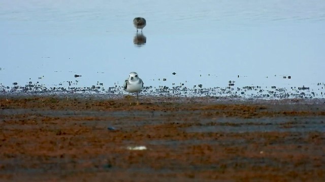 Piping Plover - ML472837501