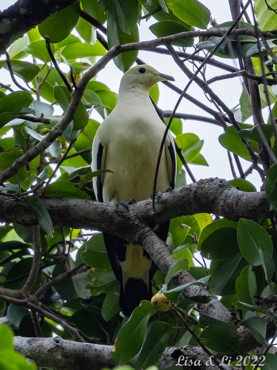 Pied Imperial-Pigeon - ML472837781