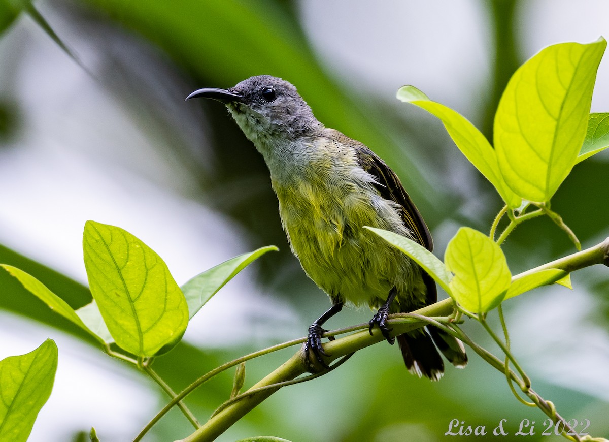 Black Sunbird - Lisa & Li Li