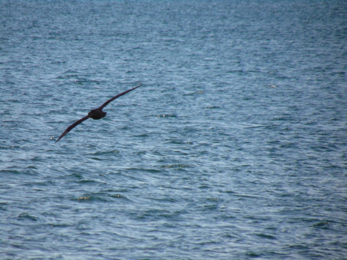 Southern Giant-Petrel - ML472838111