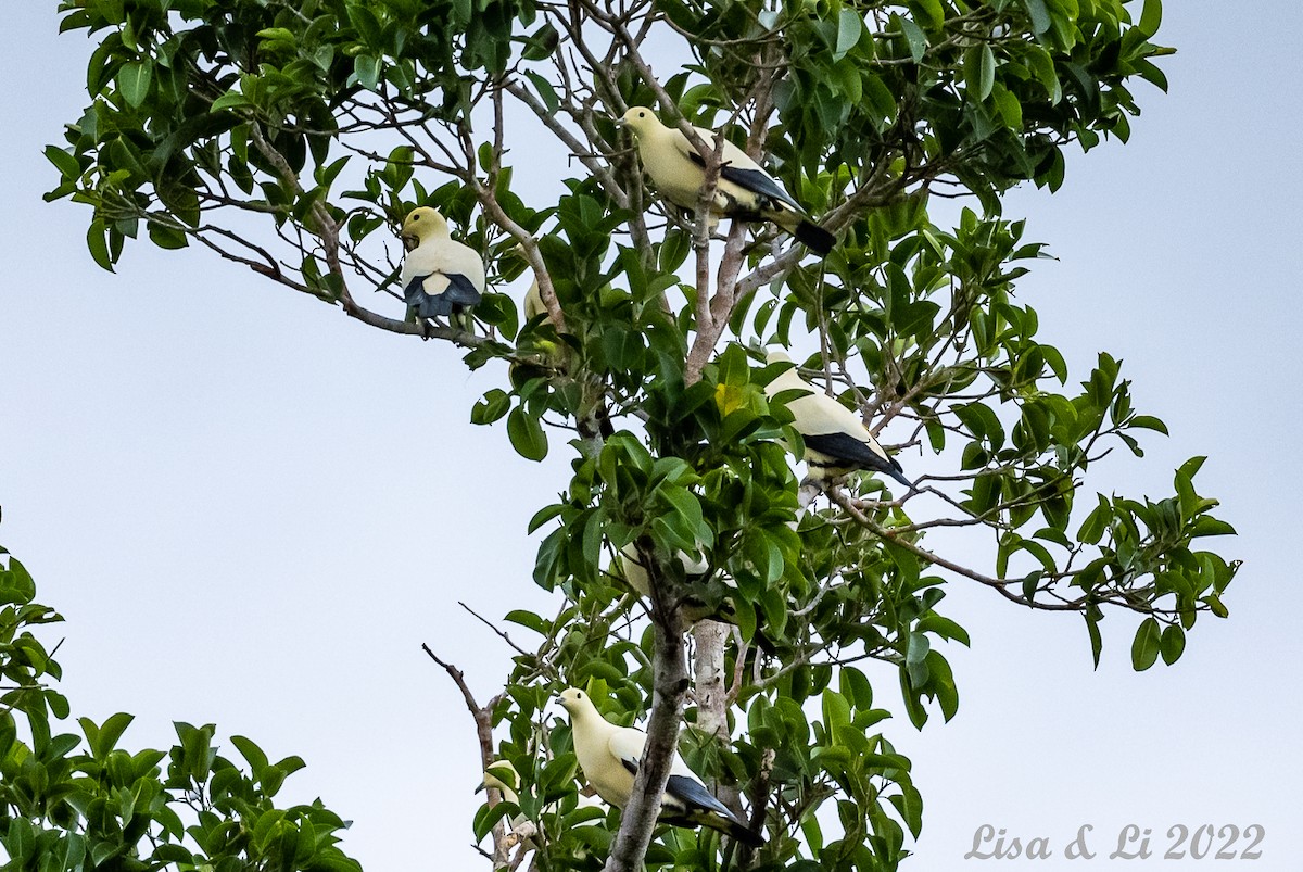 Pied Imperial-Pigeon - ML472838191