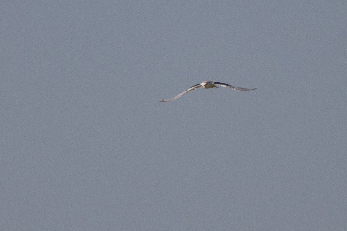 Black-winged Kite - ML472838741