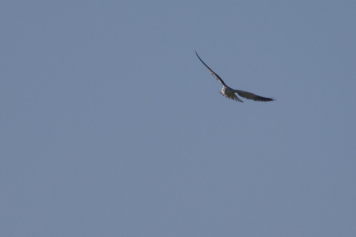 Black-winged Kite - ML472838751