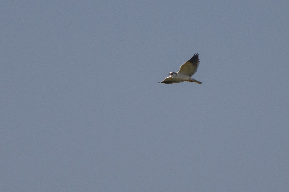 Black-winged Kite - ML472838761