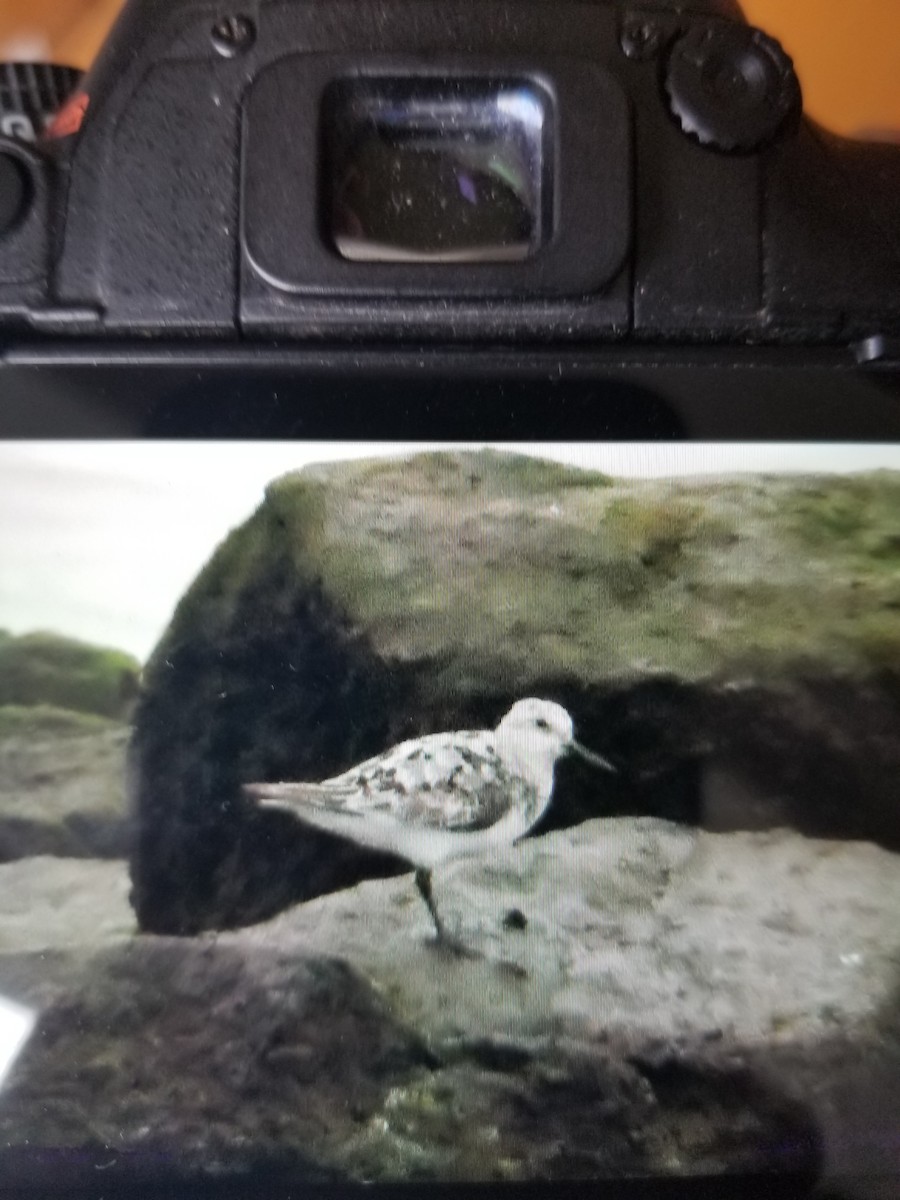 Bécasseau sanderling - ML472839171