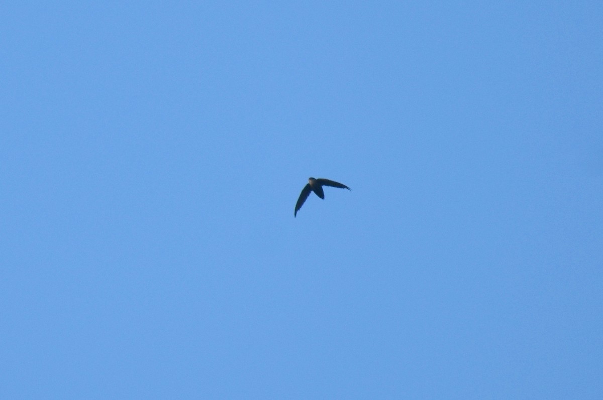 Chimney Swift - ML472839931