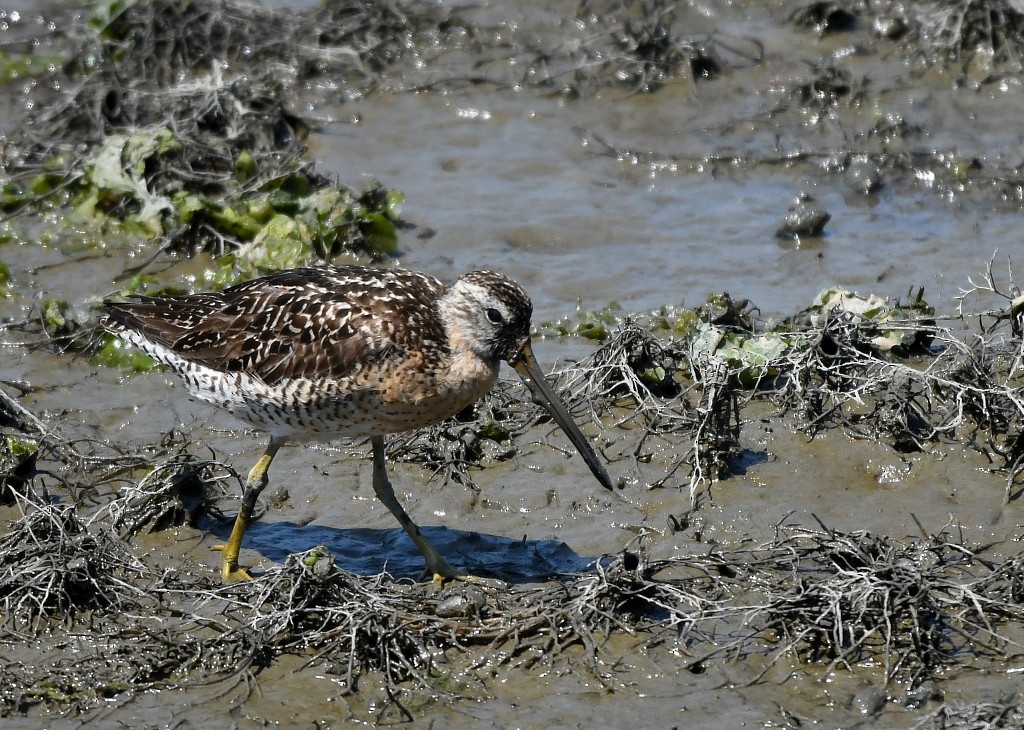 Short-billed Dowitcher - ML472839941