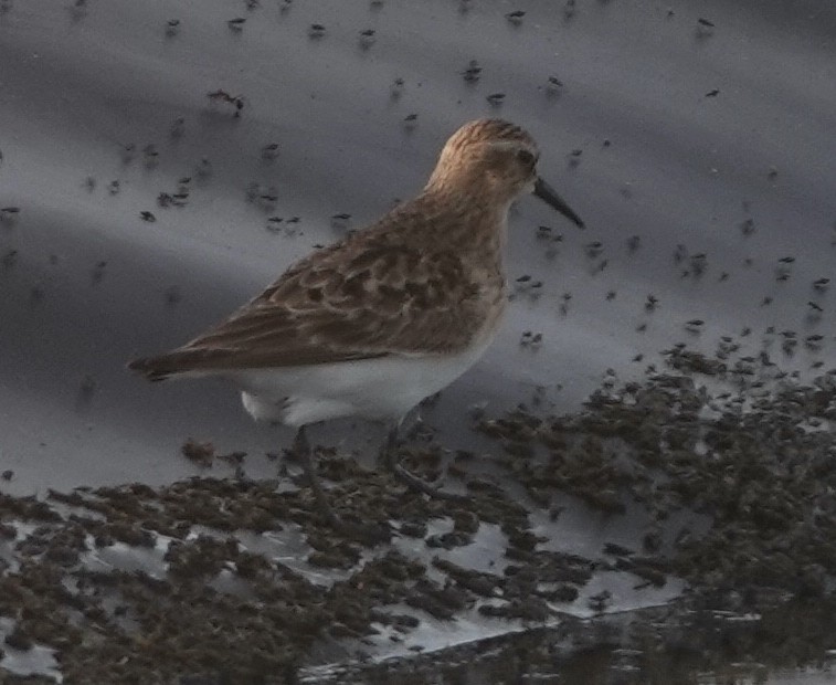 Baird's Sandpiper - David McDonald