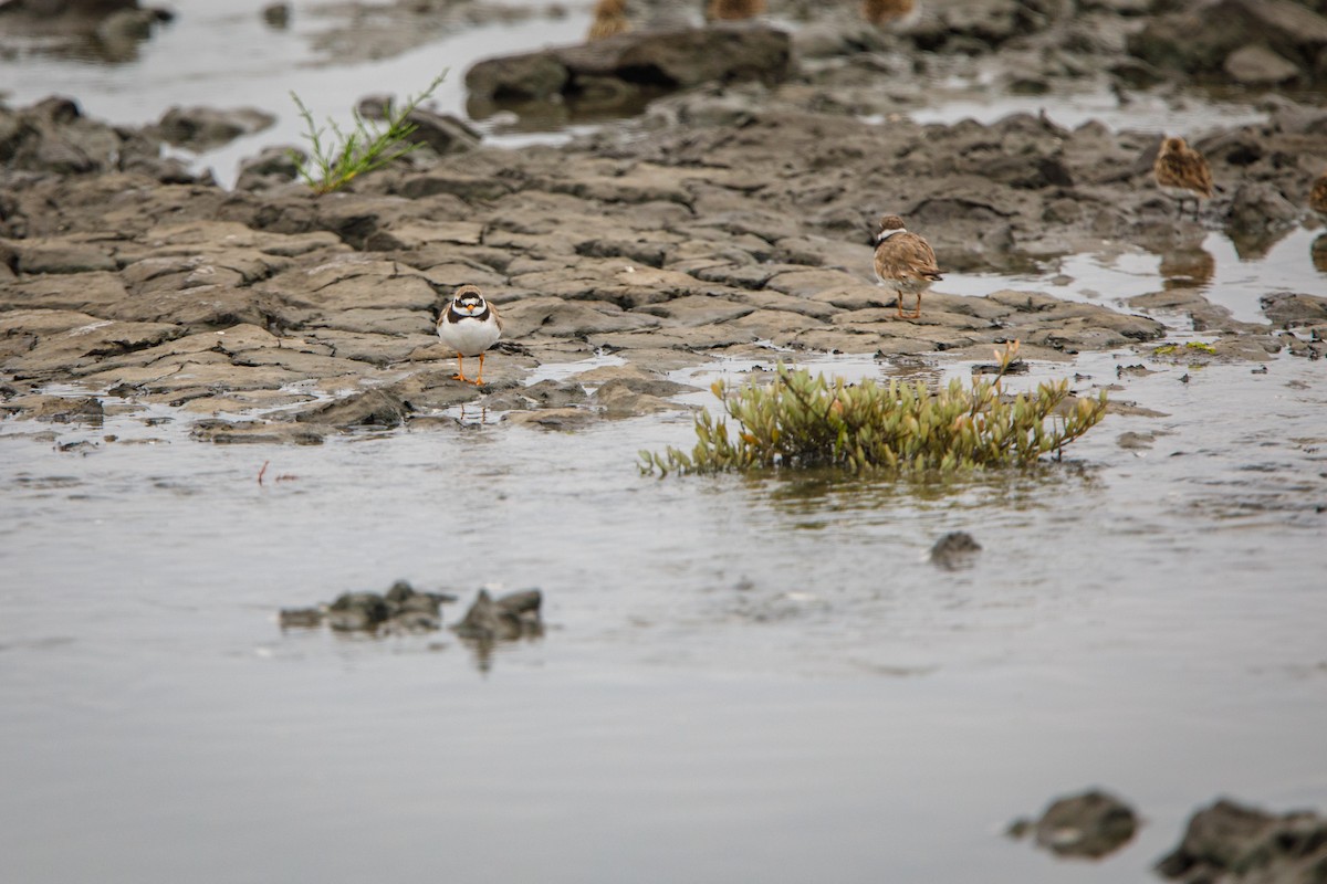 Common Ringed Plover - ML472840591