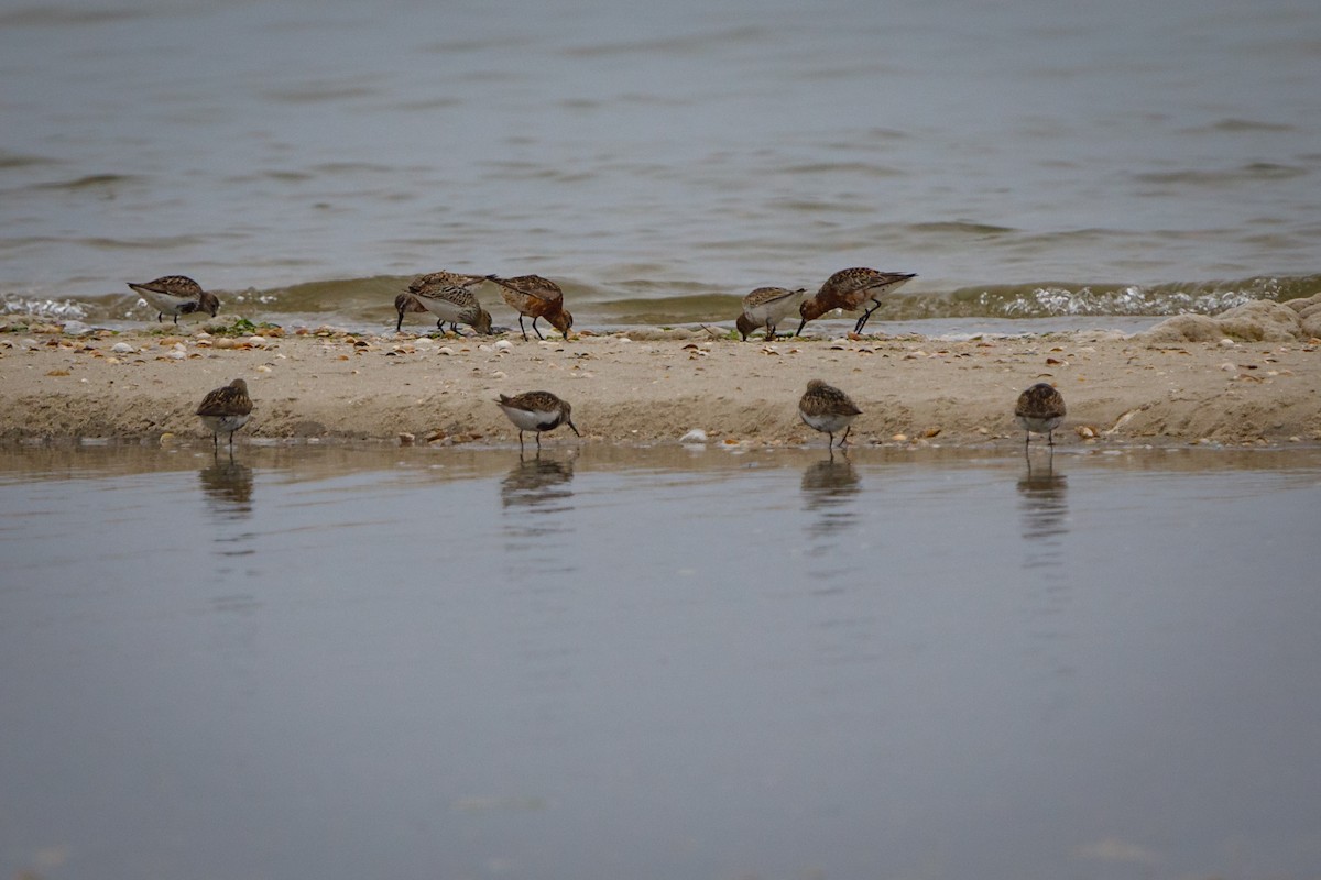 Curlew Sandpiper - ML472841121