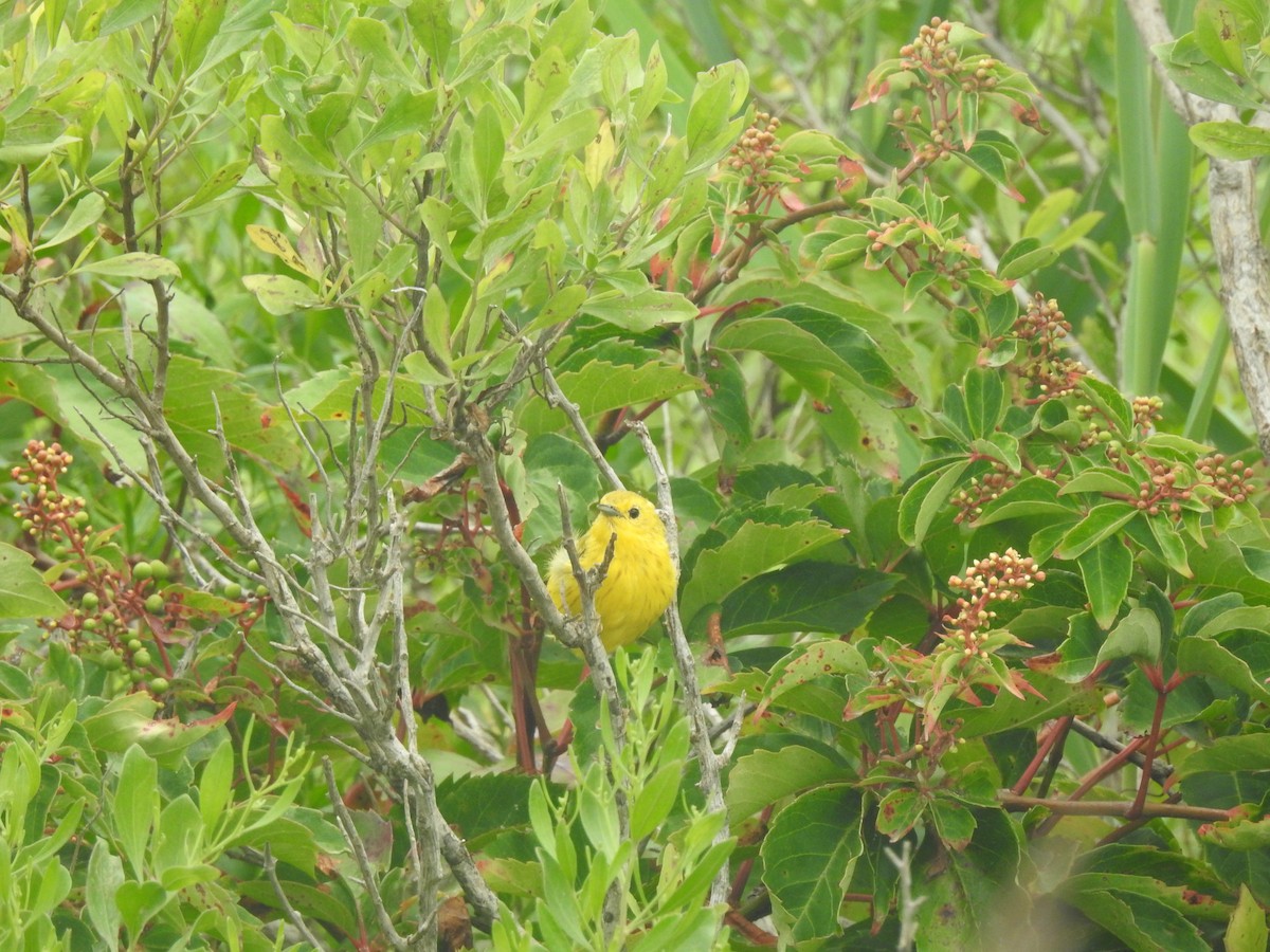 Yellow Warbler - ML472841271