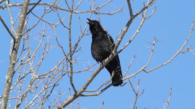 American Crow - ML472843