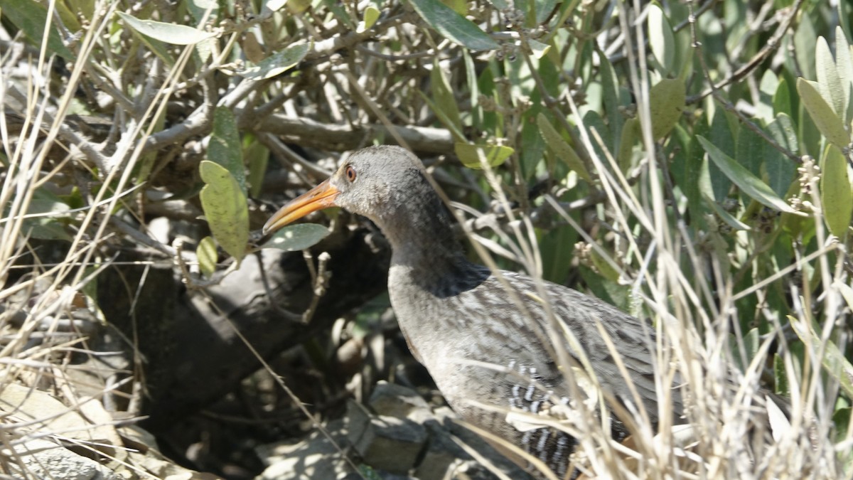 Mangrove Rail - ML472843451