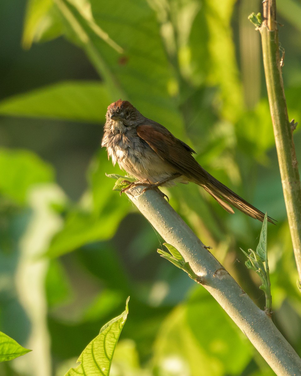 Sooty-fronted Spinetail - Carlos Rossello