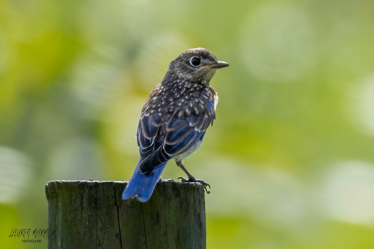 Eastern Bluebird - ML472843921