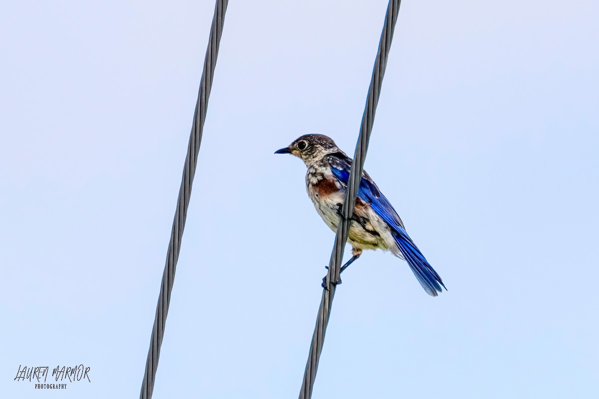 Eastern Bluebird - ML472844021