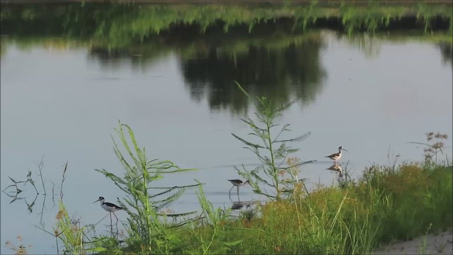 Black-necked Stilt - ML472844191