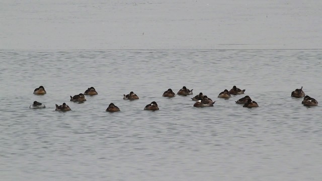 黑頸鸊鷉 - ML472845