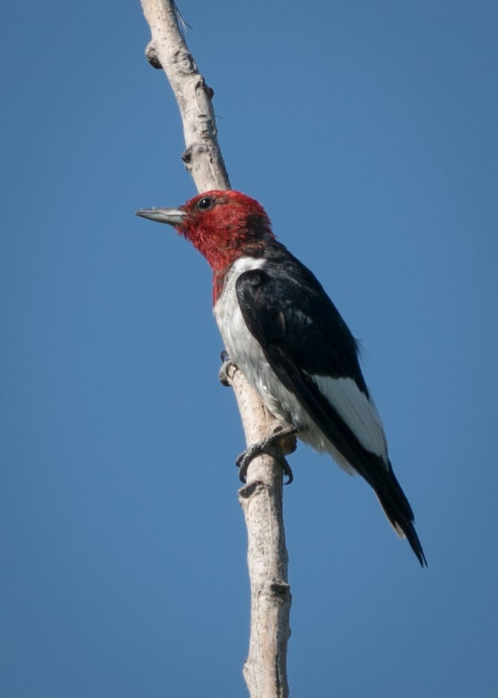 Pic à tête rouge - ML472845021