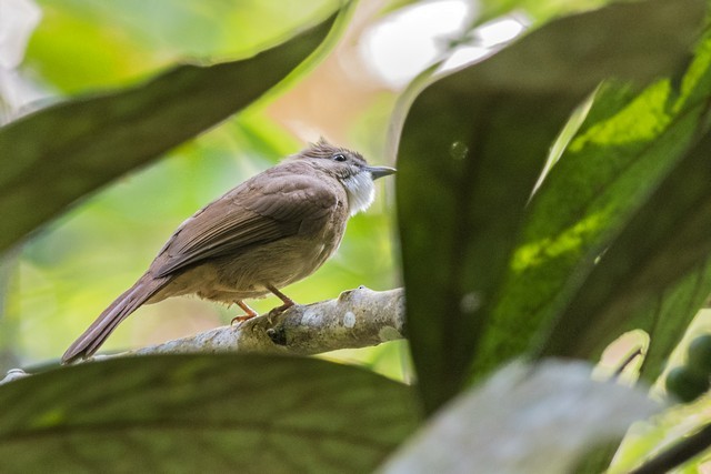 Bulbul Ocráceo - ML47284541