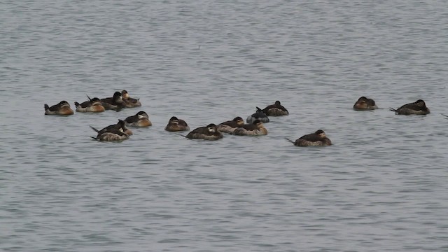 Eared Grebe - ML472846