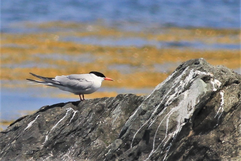 Common Tern - Harold Forsyth