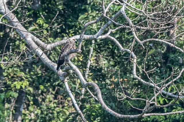 Crested Serpent-Eagle - ML47284691