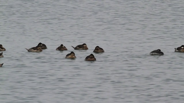 Eared Grebe - ML472847