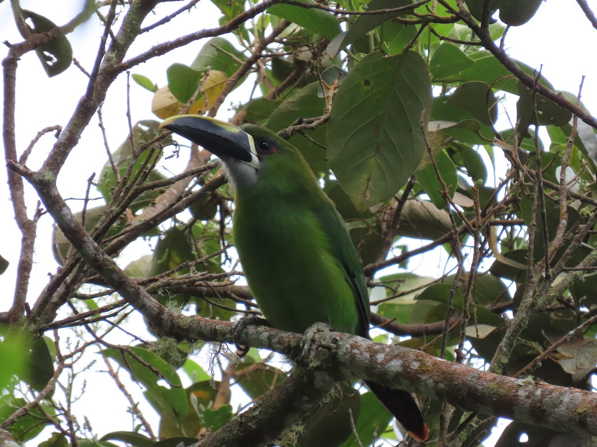 Tucanete Gorjiblanco - ML472847331