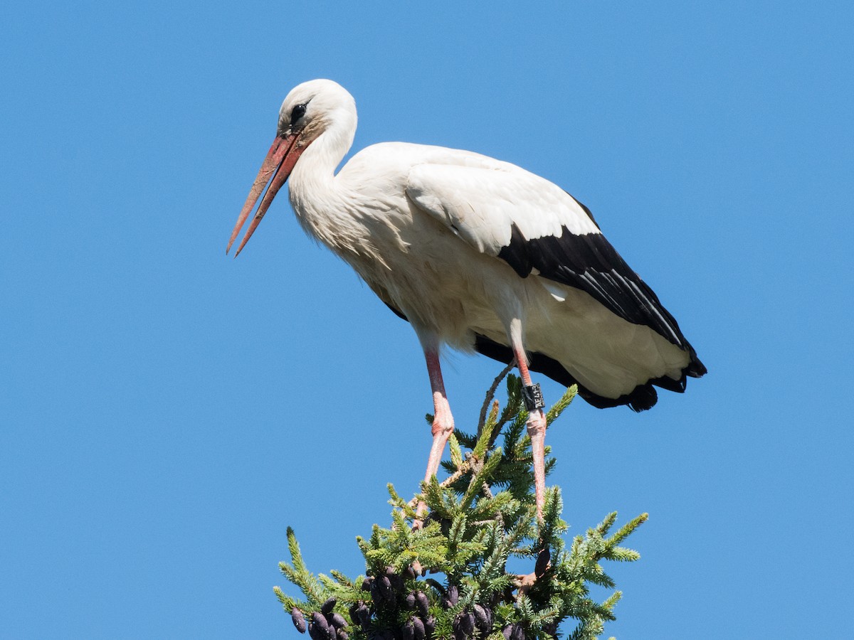 Cigogne blanche - ML472847571