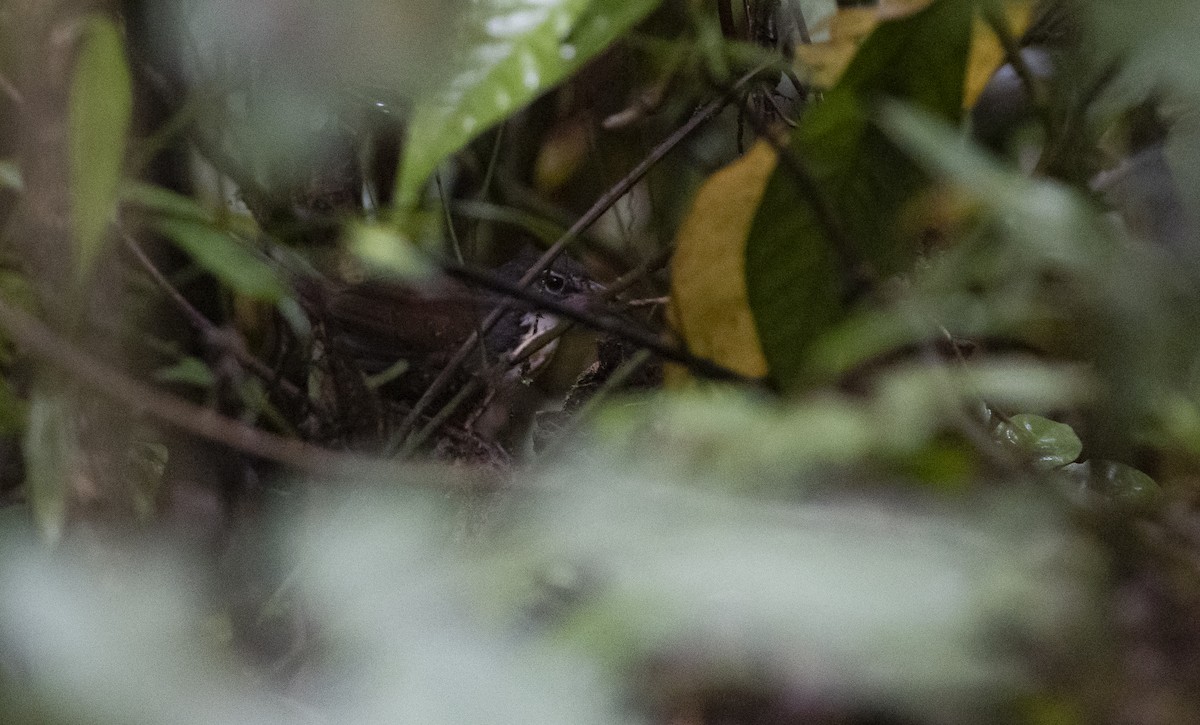 Tapaculo Amazónico - ML472847611