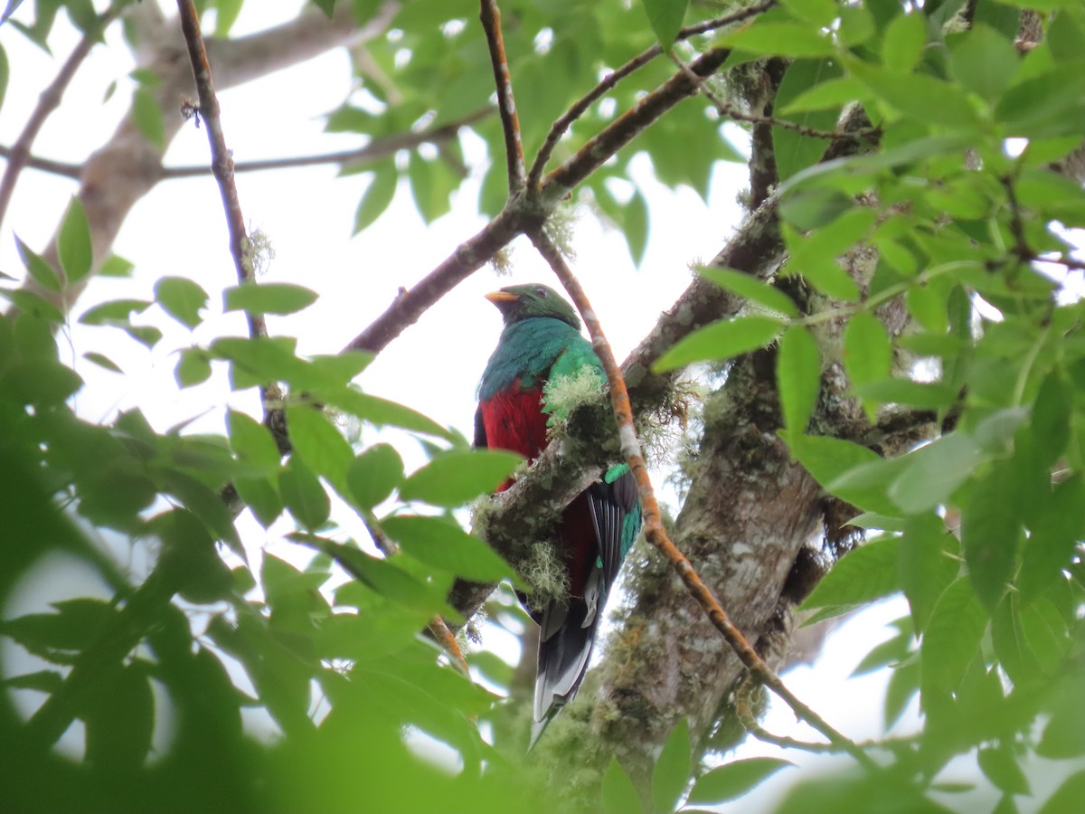 Quetzal Fúlgido - ML472848491