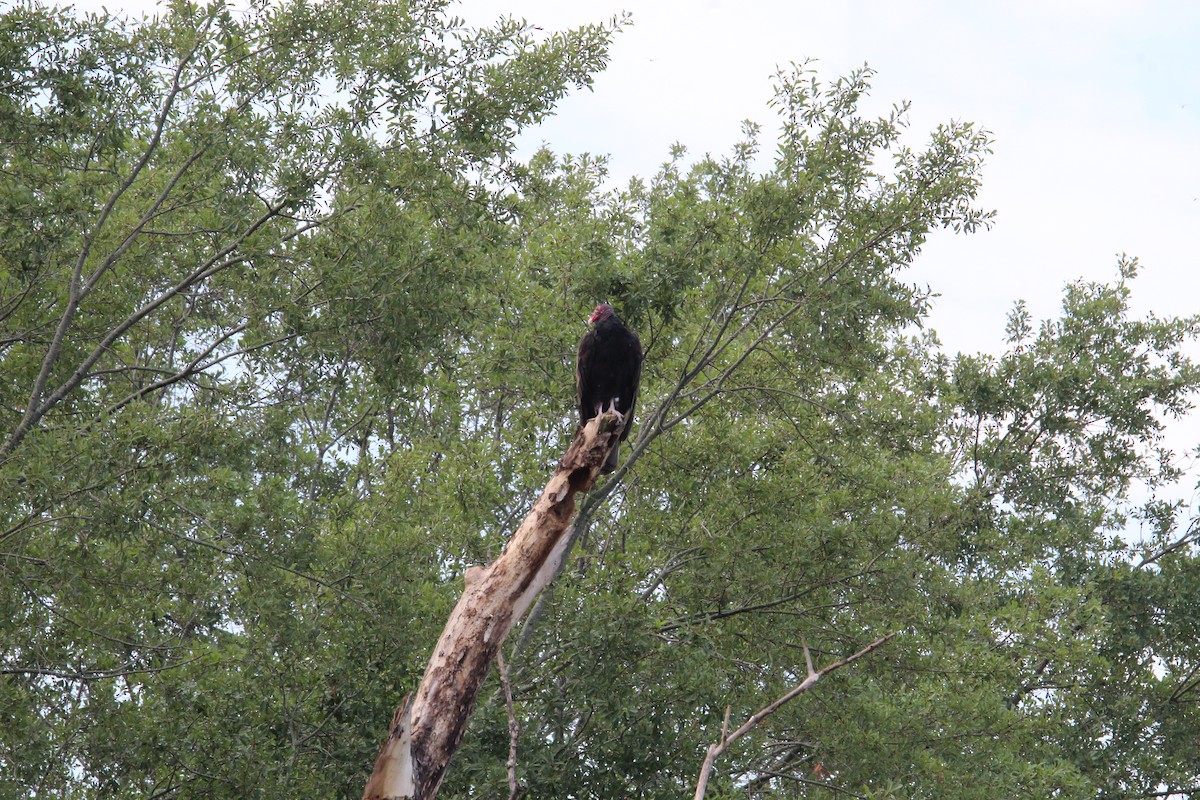 Turkey Vulture - ML472848641