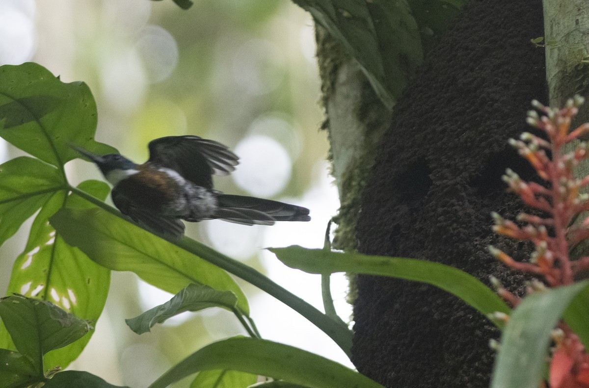 Purplish Jacamar - ML472848931