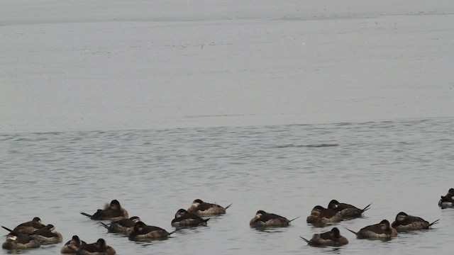 Eared Grebe - ML472849