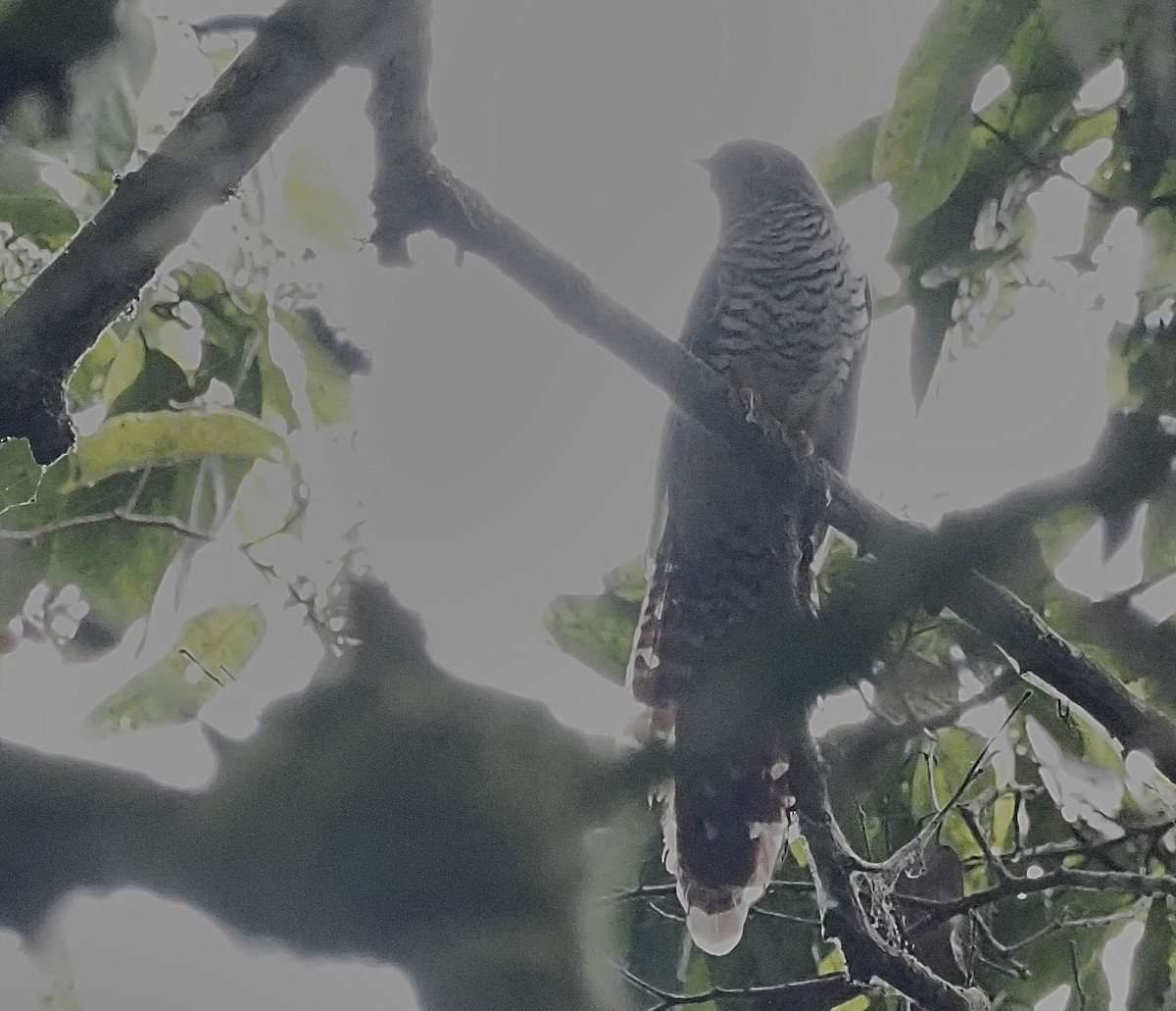 Barred Long-tailed Cuckoo - ML472849481