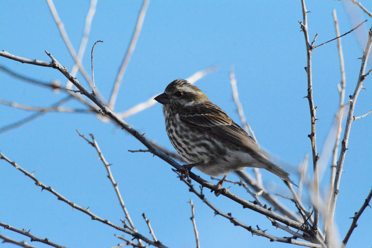 Purple Finch (Eastern) - ML47284981