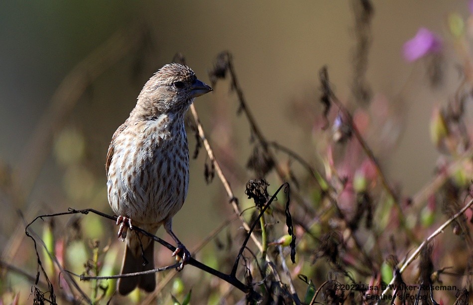 House Finch - Lisa Walker-Roseman