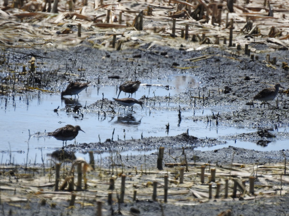 Short-billed Dowitcher - Judith Birkel