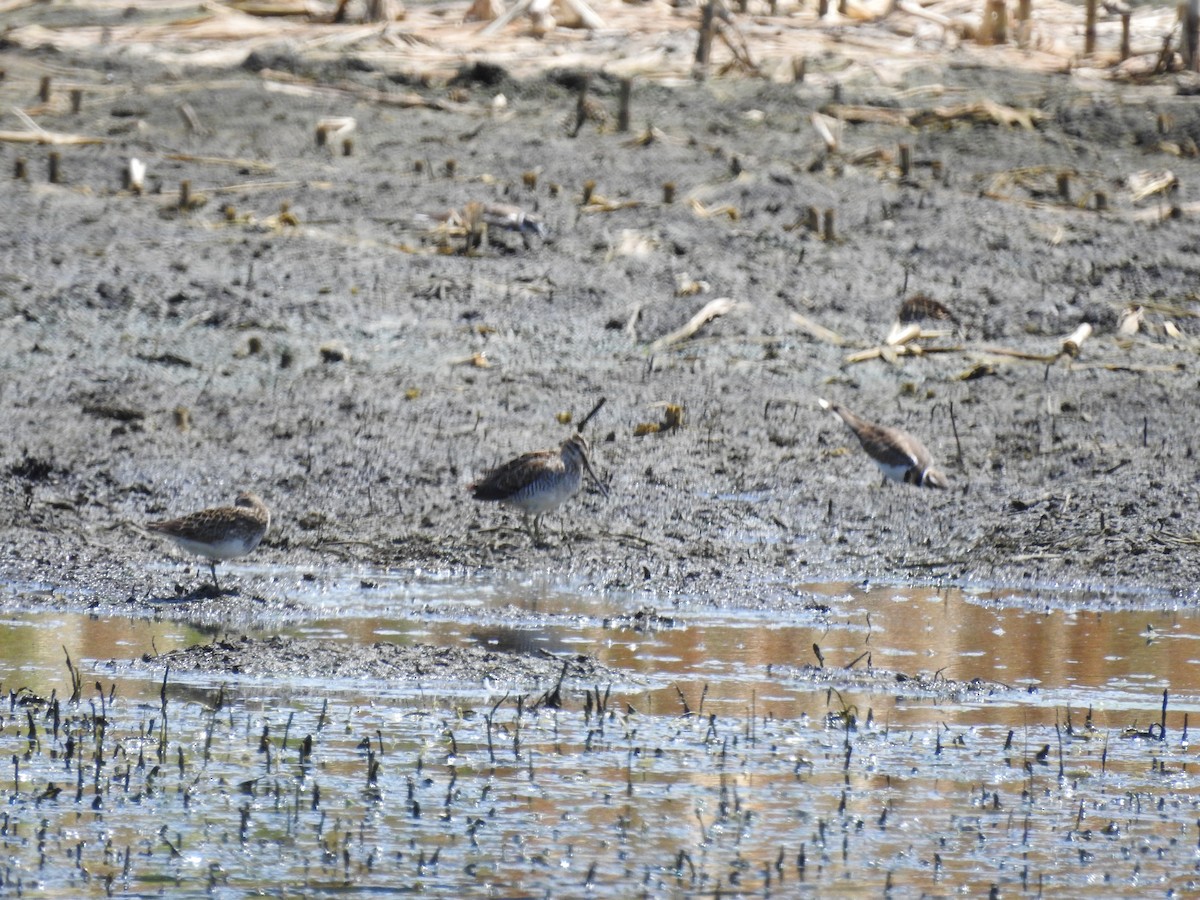 Wilson's Snipe - ML472850821