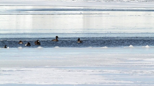 Tufted Duck - ML472852